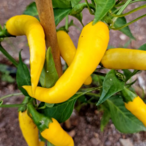 Golden Cayenne Chilli Seeds