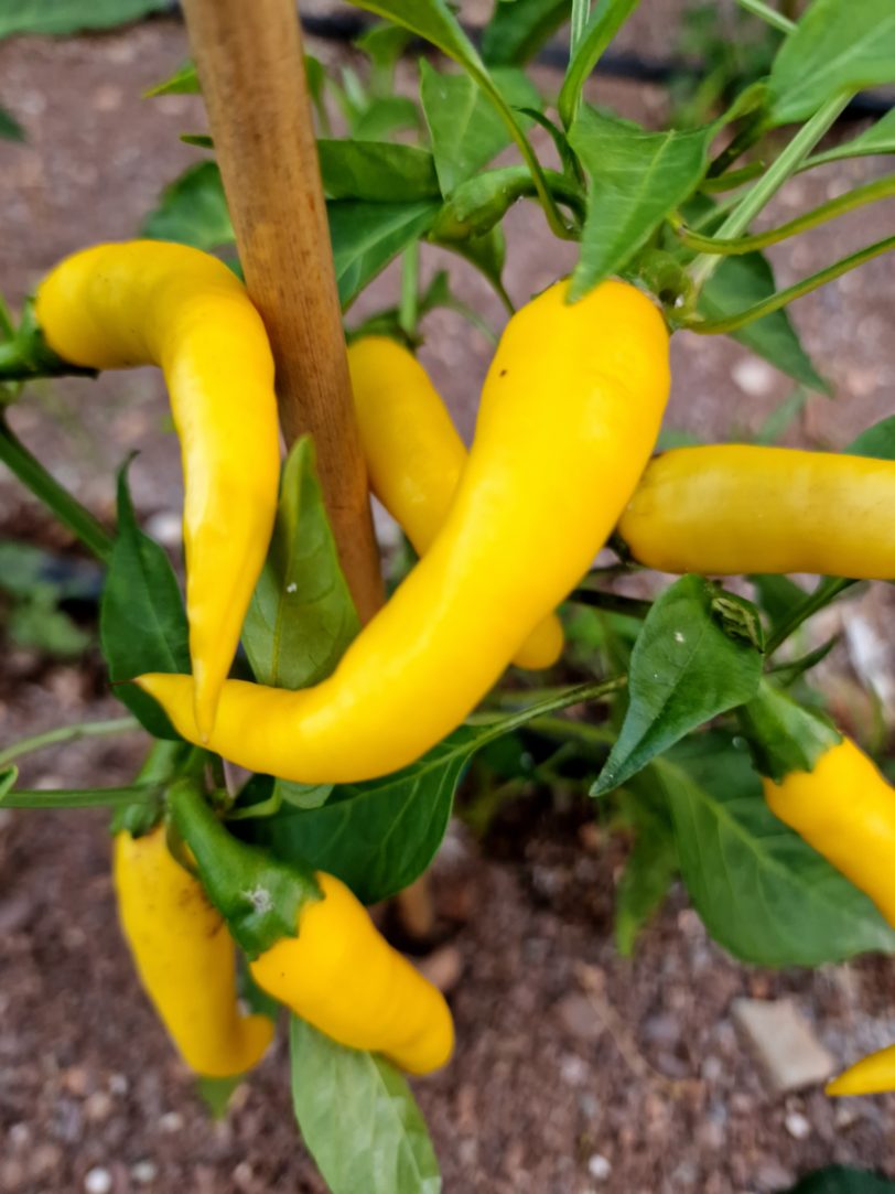 Golden Cayenne Chilli Seeds