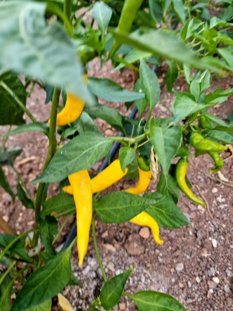 Golden Cayenne Chilli Seeds