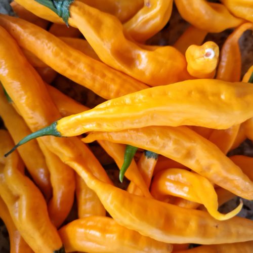 Aji Guyana Chilli Seeds