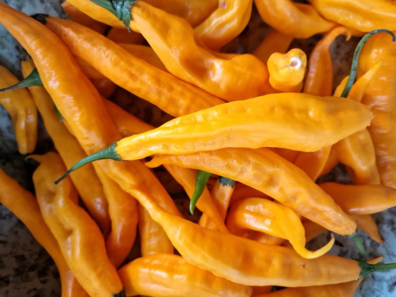 Aji Guyana Chilli Seeds