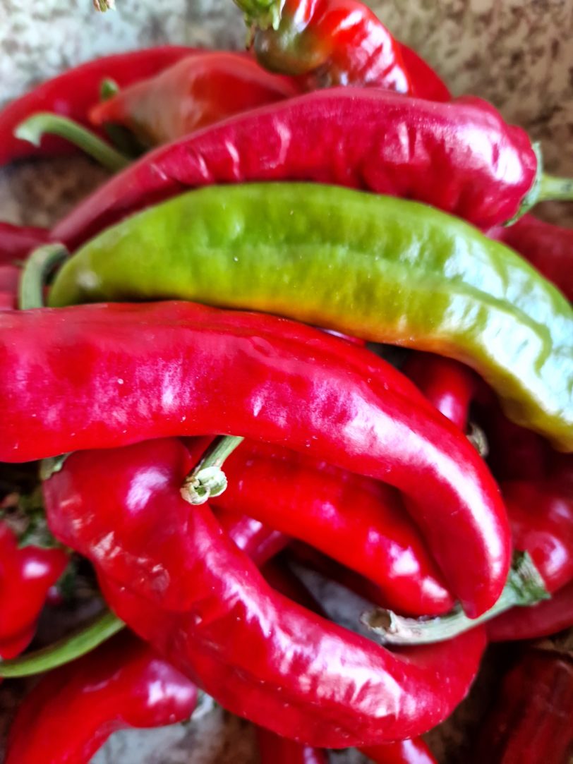 Guajillo Chilli Seeds