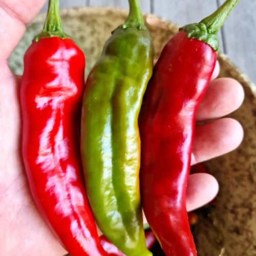 Guajillo Chilli Seeds