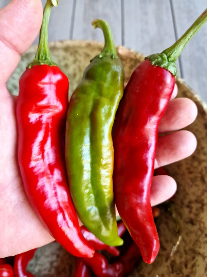 Guajillo Chilli Seeds