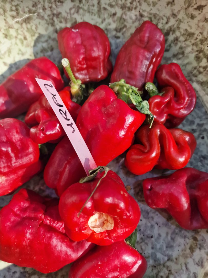 Urfa Biber Chilli Pepper