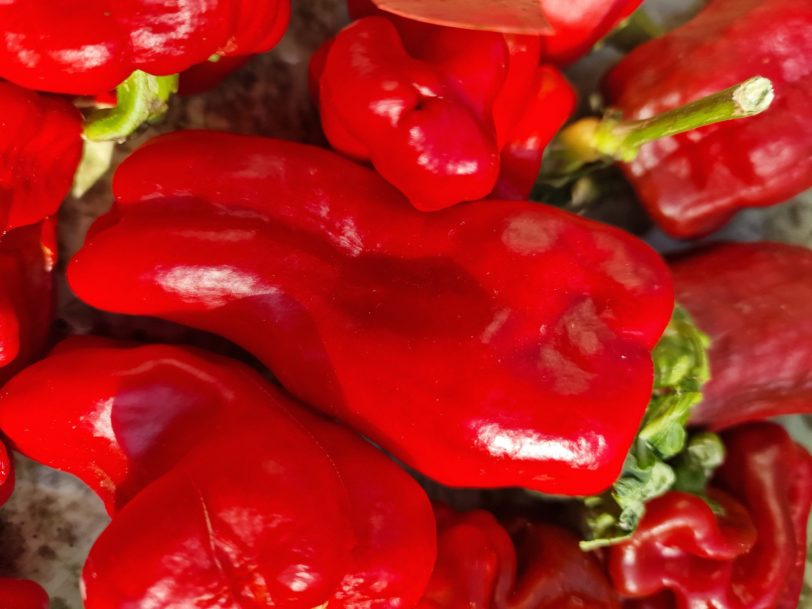 Urfa Biber Chilli Seeds