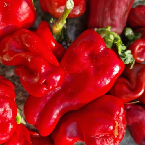 Urfa Biber Chilli Seeds