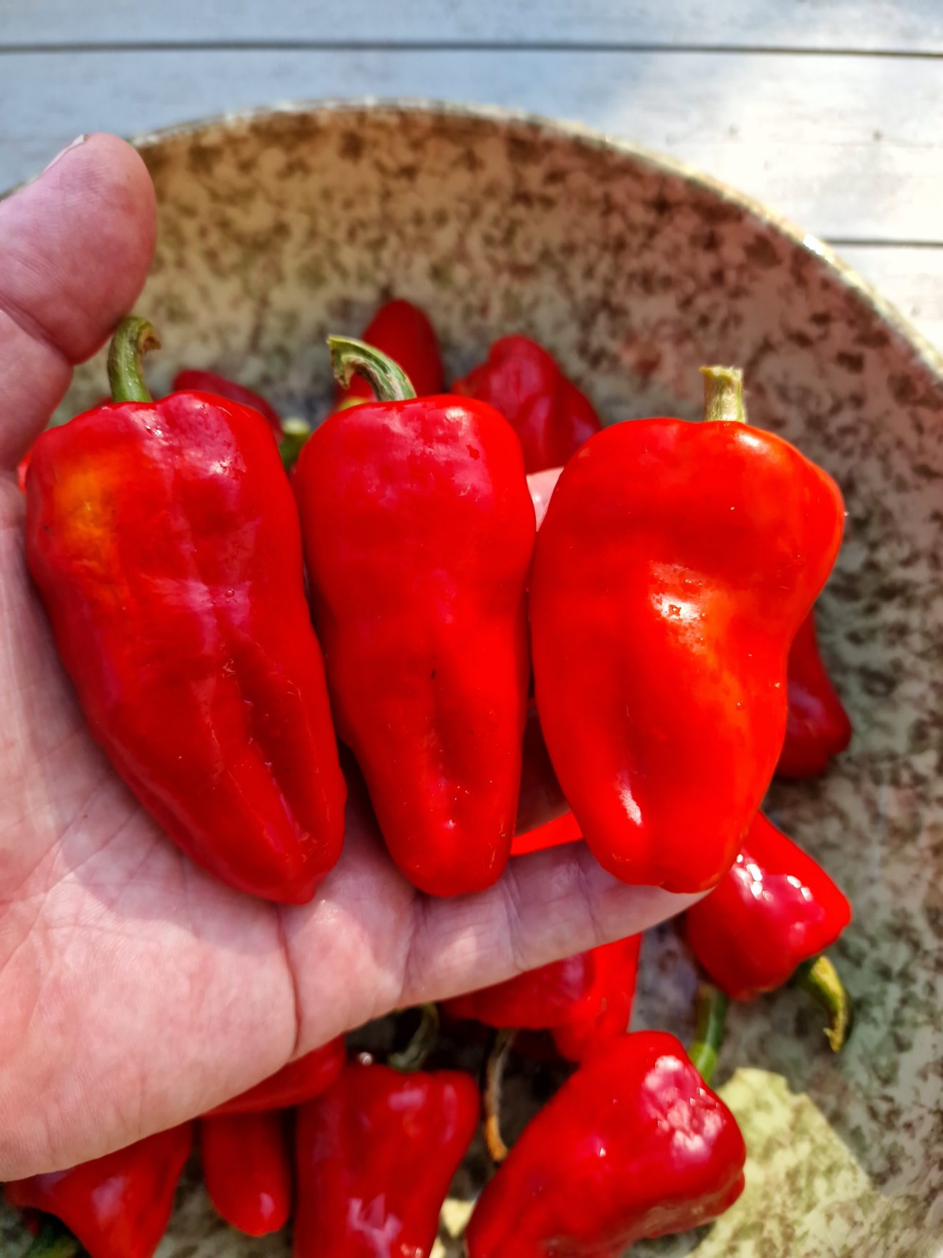 Leutschauer Paprika Chilli Seeds Paprika Pepper Seeds Red Dragon Seeds