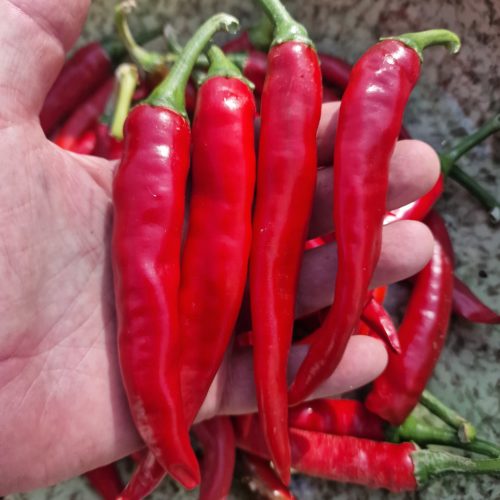 Red Cayenne Chilli Seeds