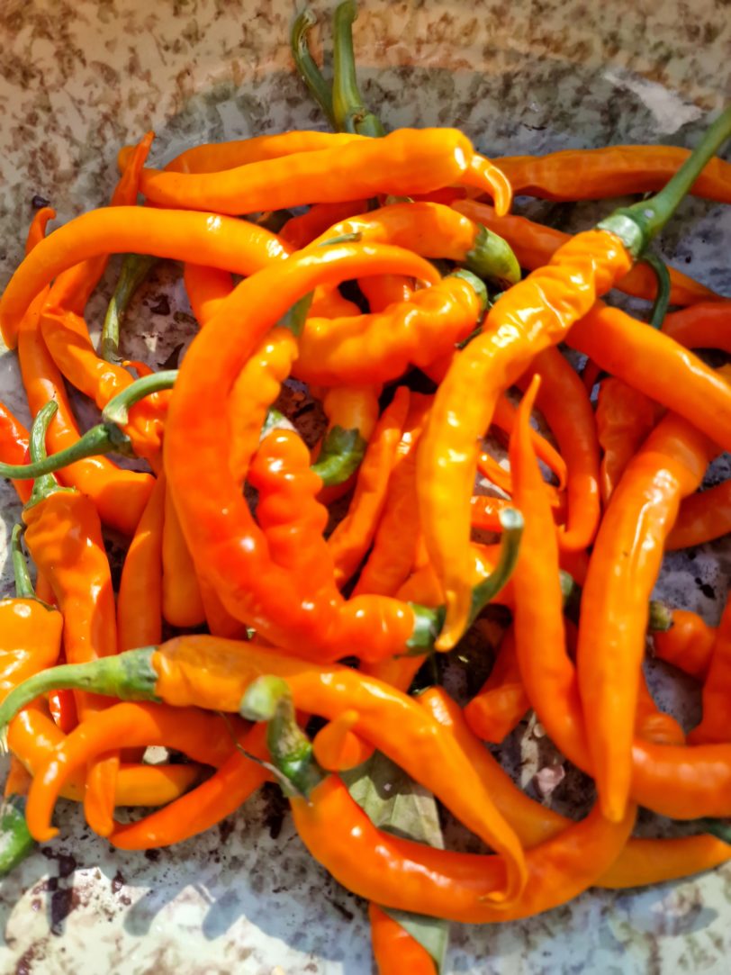 Orange Cayenne Chilli Seeds