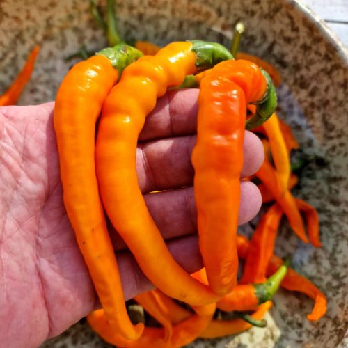 Cayenne Chilli Seeds