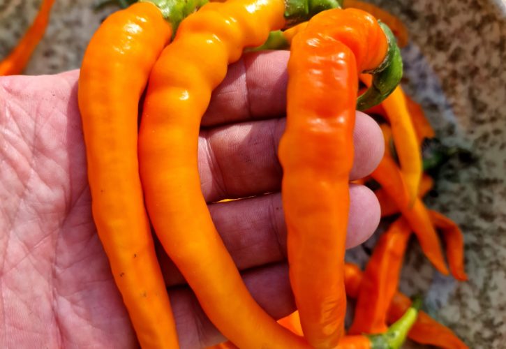 Cayenne Chilli Seeds