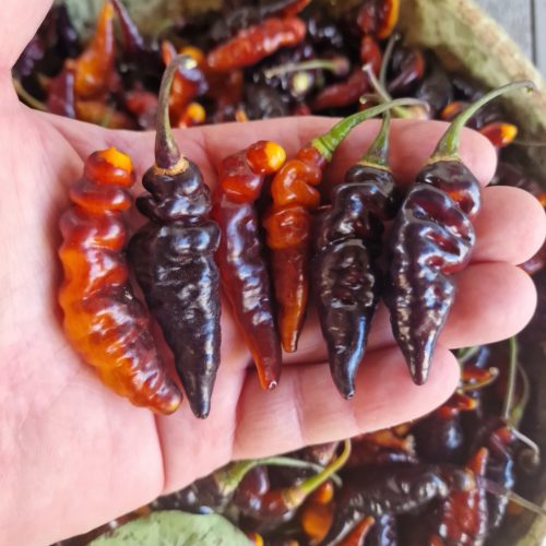 Purple Murupi Chilli Seeds