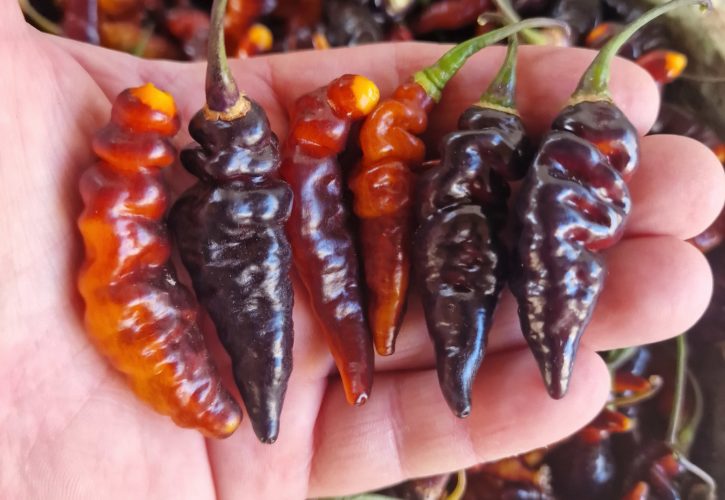 Purple Murupi Chilli Seeds