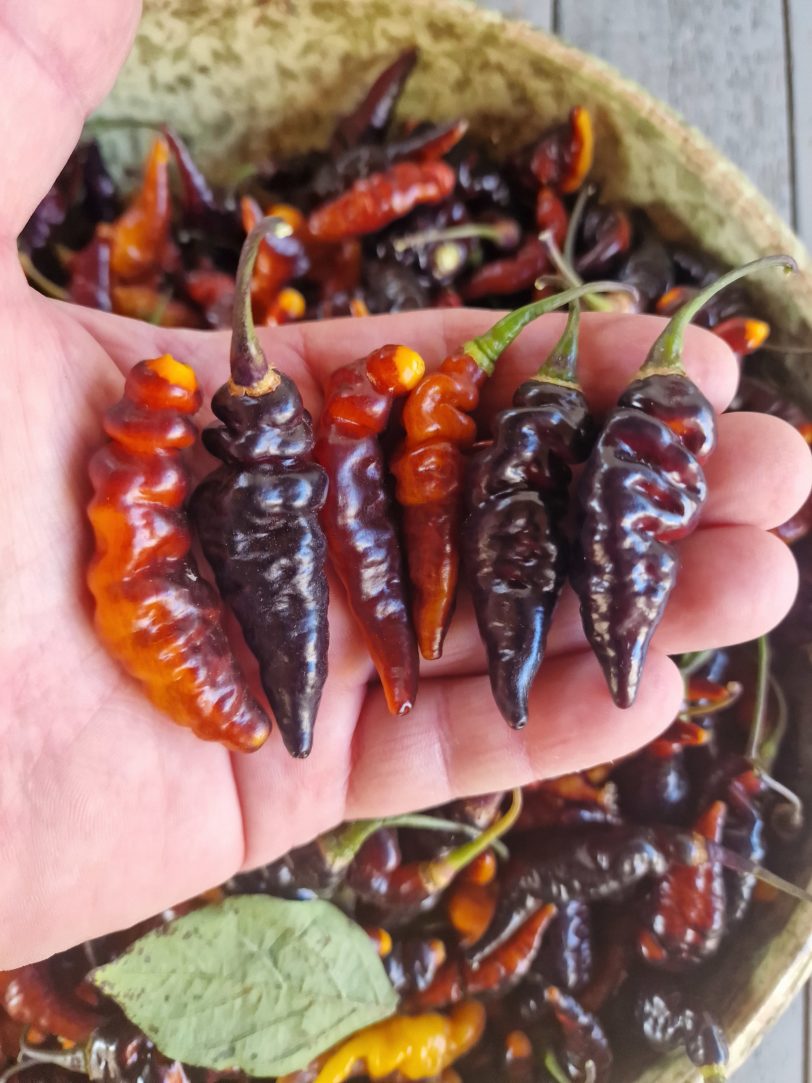 Purple Murupi Chilli Seeds