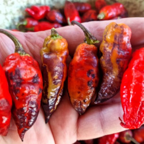 Neyde Orange Chilli Seeds