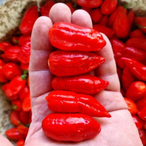 Dorset Zinger Chilli Seeds