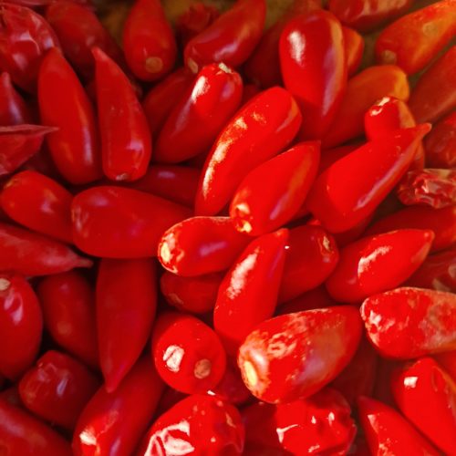 Serrano Monte D'oro Chilli Seeds