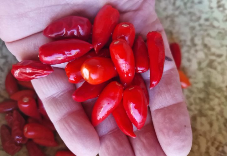 Serrano Monte D'oro Chilli Seeds