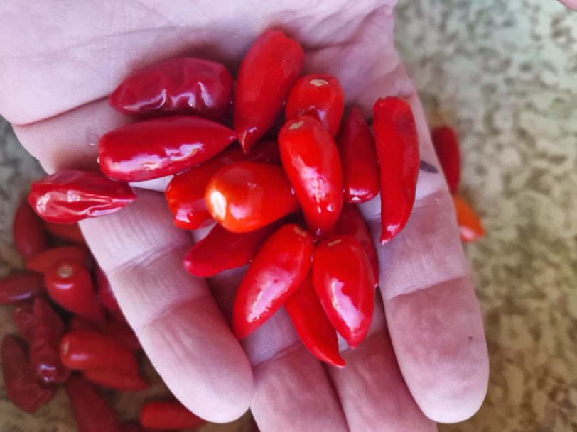 Serrano Monte D'oro Chilli Seeds