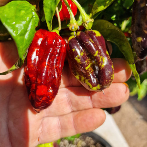 Bhut Jolokia Purple Chilli Seeds