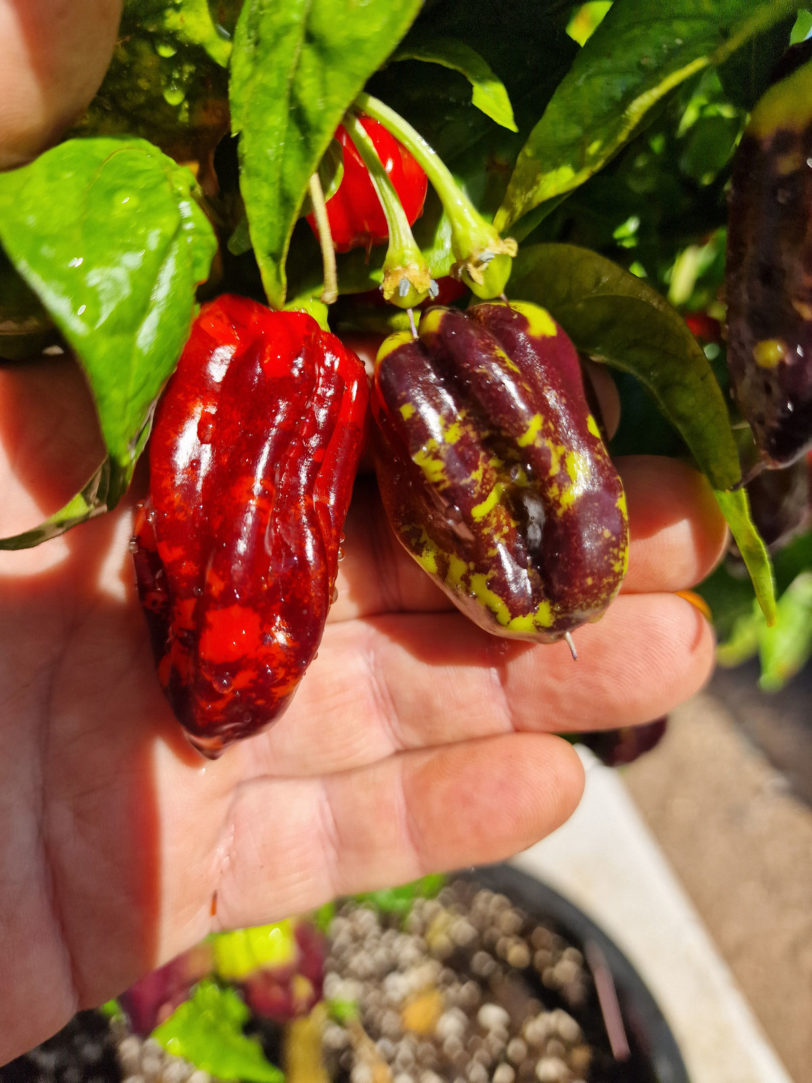 Bhut Jolokia Purple Chilli Seeds