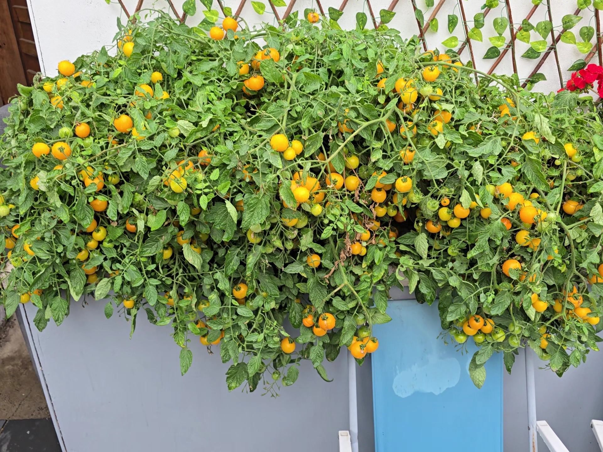 Tumbling Tom Orange Tomato Seeds - Image 3