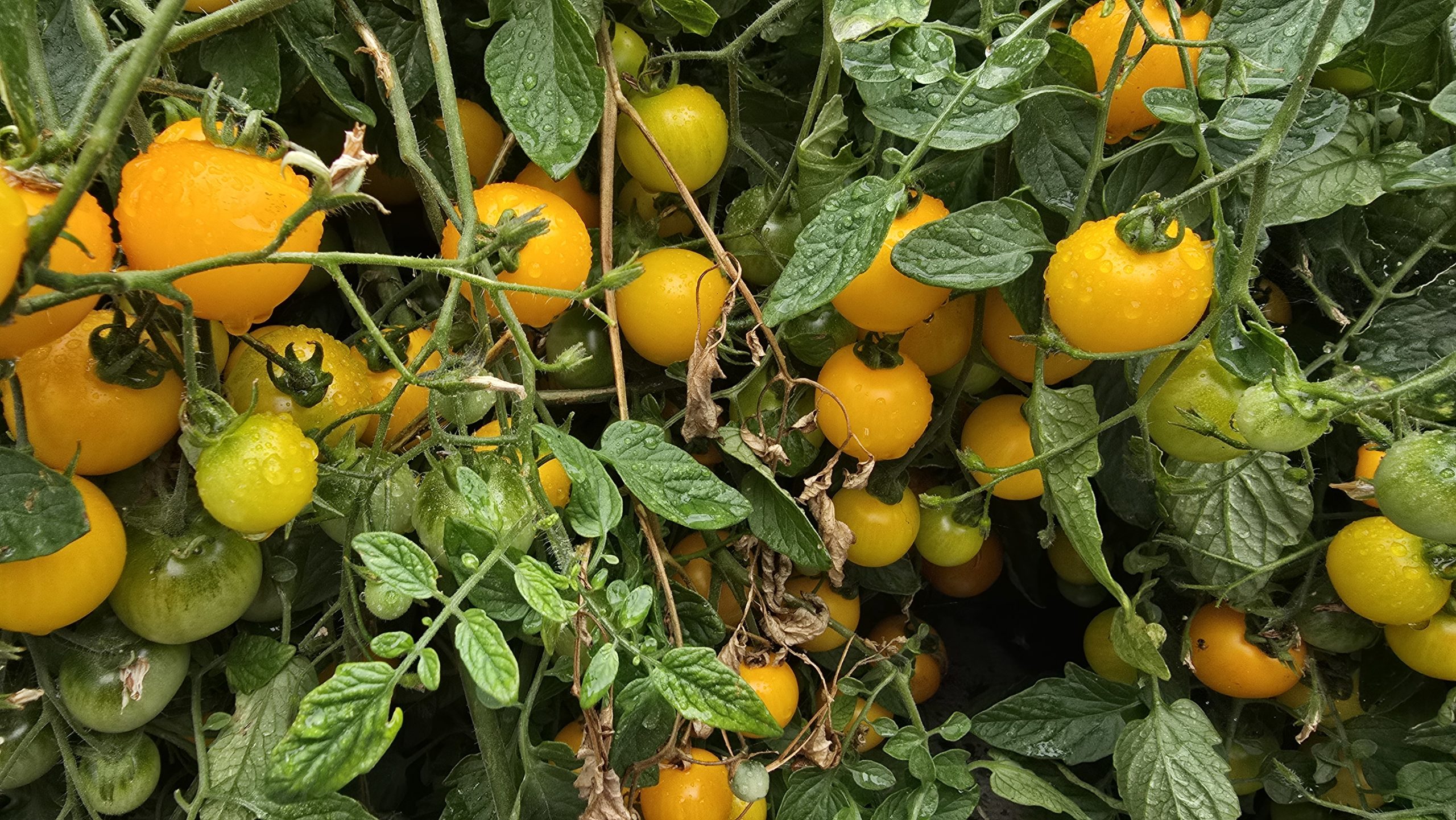 Tumbling Tom Orange Tomato Seeds - Image 2