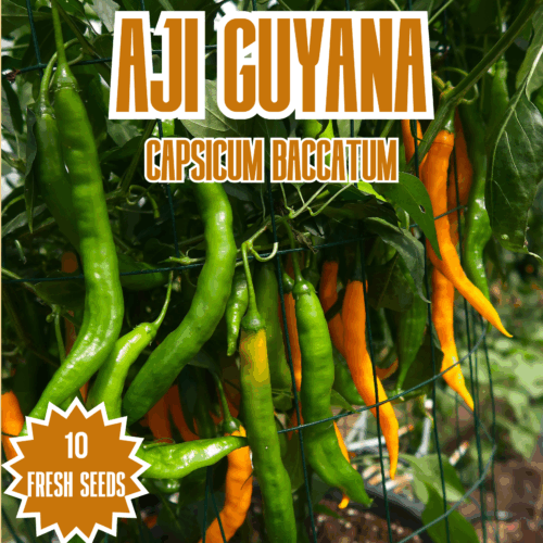 Aji Guyana Chilli Seeds