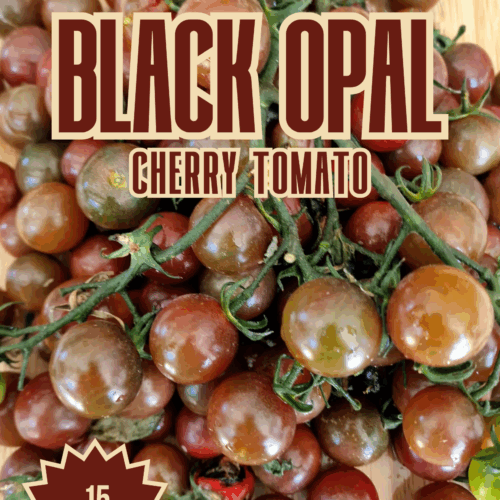 Black Opal Cherry Tomato Seeds