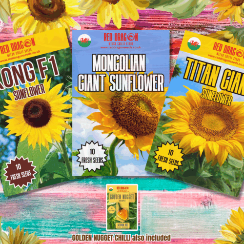 Giant Sunflower Seeds Triple Pack