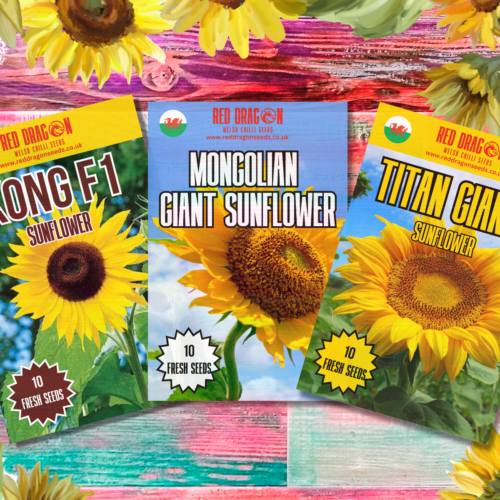 Giant Sunflowers Triple Pack