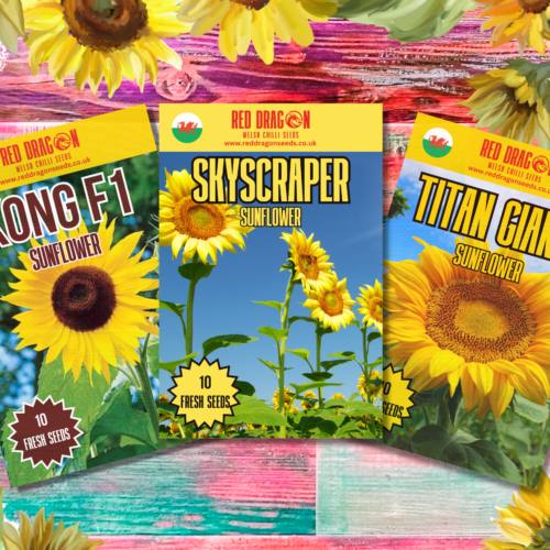 Giant Sunflowers of the World - Triple pack