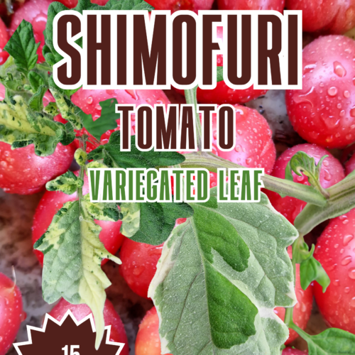 Shimofuri Variegated Tomato Seeds