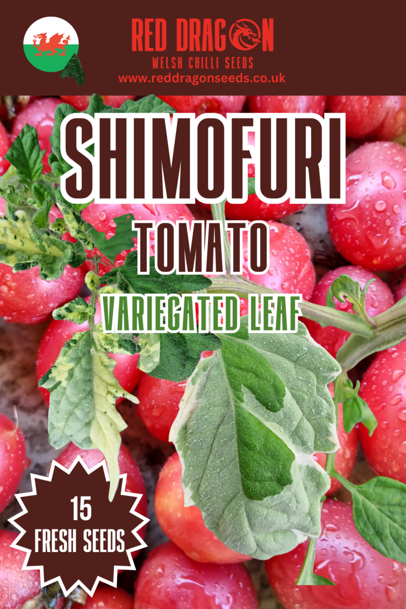 Shimofuri Variegated Tomato Seeds