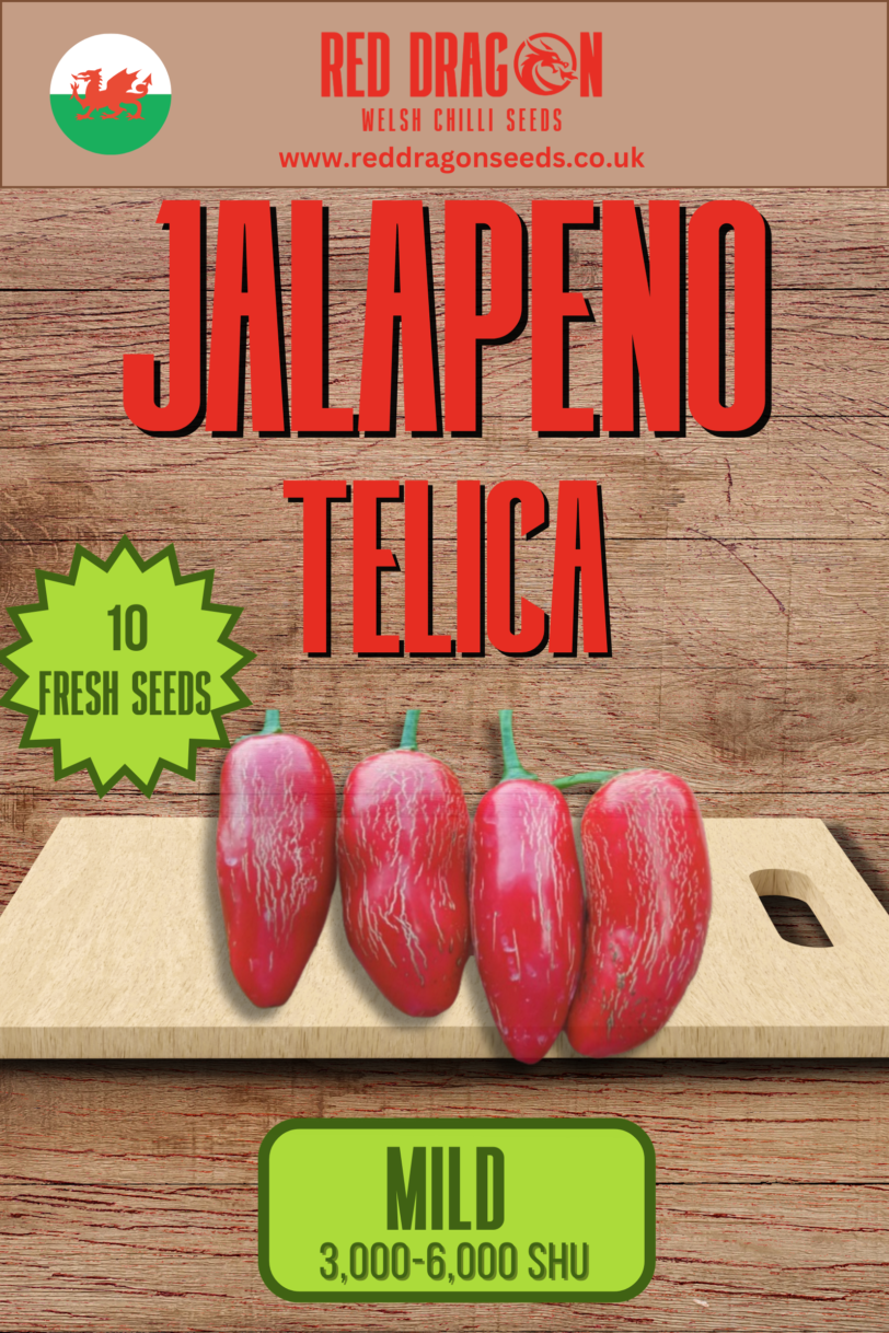 Jalapeno Telica Chilli Seeds