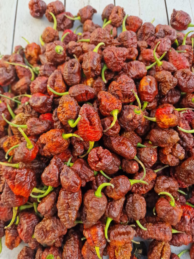 CP115 Chocolate Chilli Seeds - Image 2