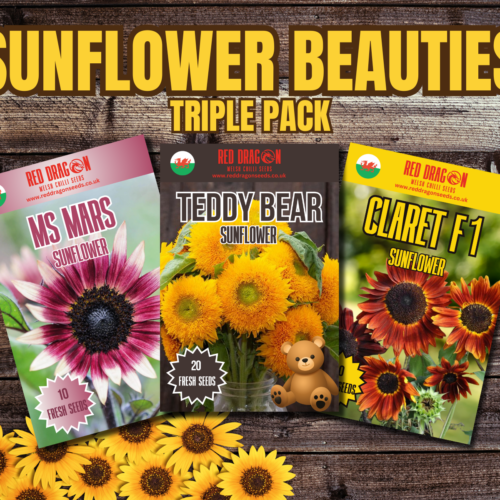 Sunflower Beauties Triple Pack