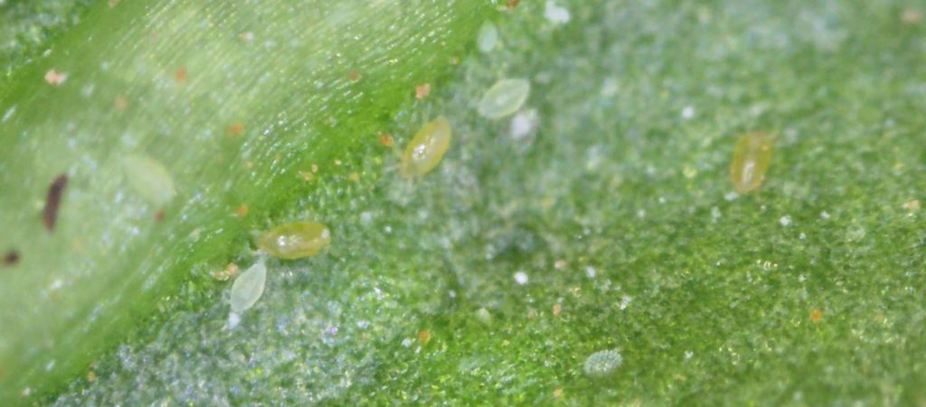 Broad Mites on Pepper Leaf