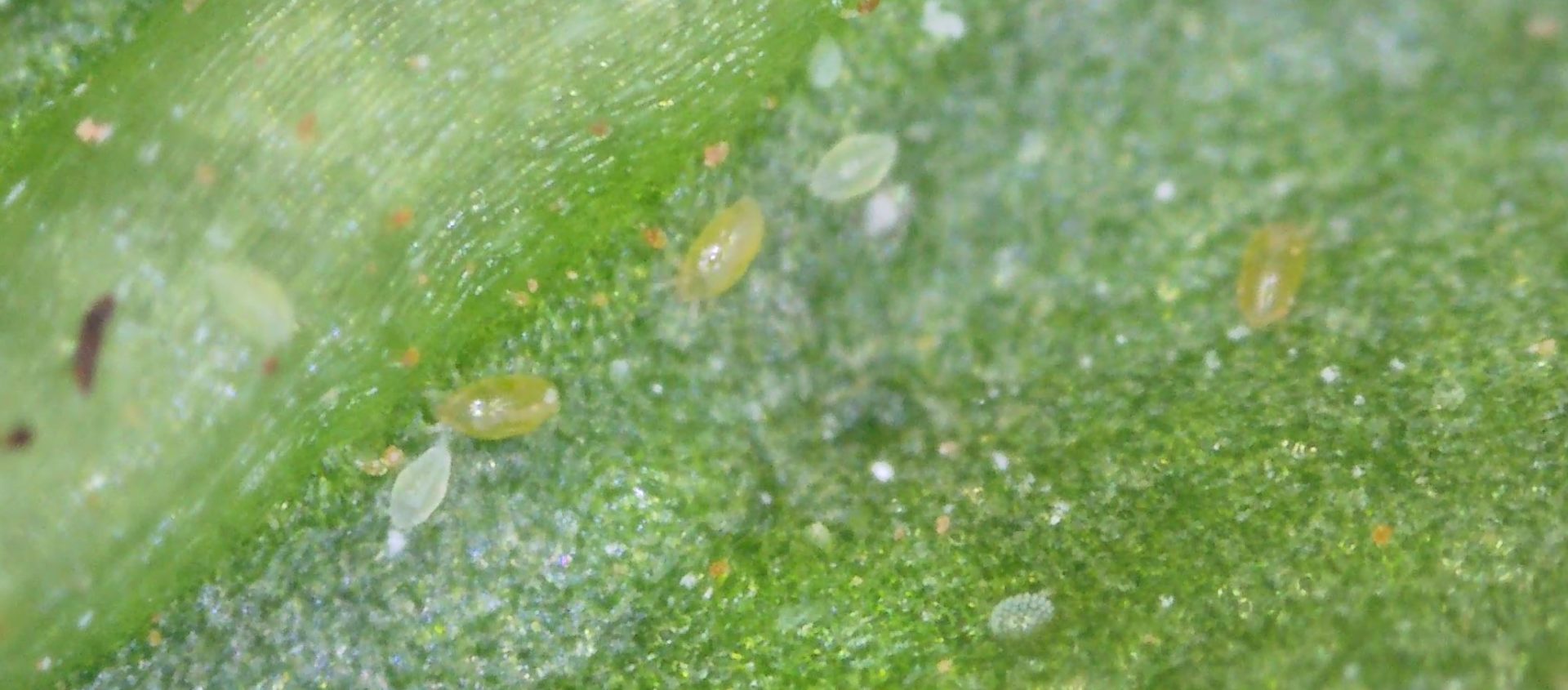 Broad Mites Broadmites on Pepper And Chilli Plants How to Treat and