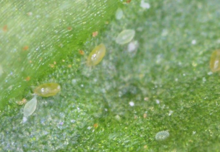 Broad Mites on Pepper Plants – How to Spot and Treat Them