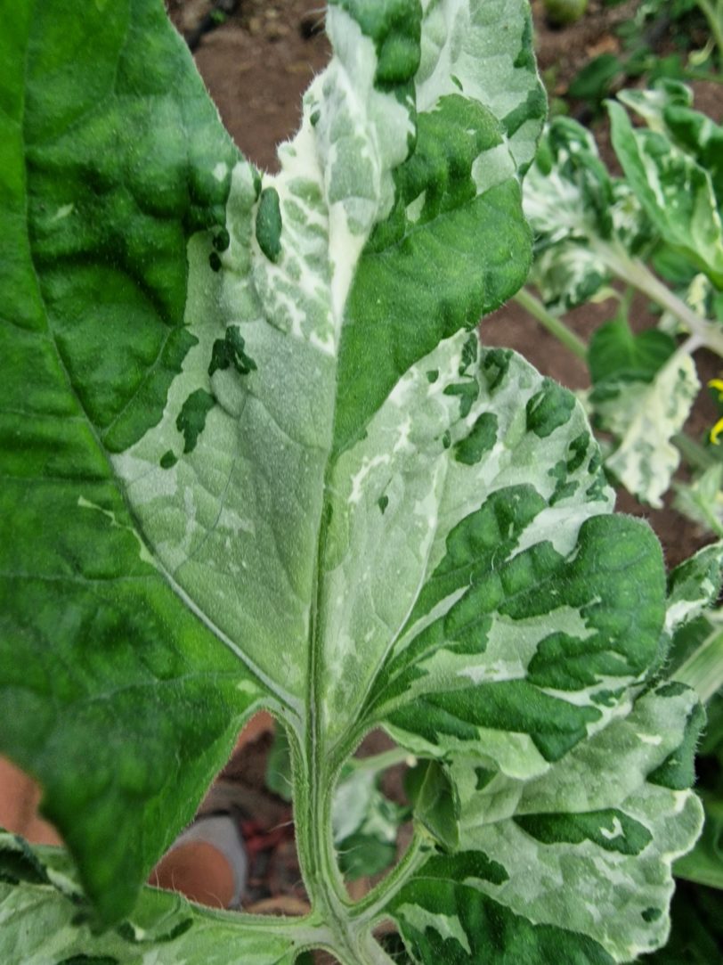Painted Lady Variegated Tomato Seeds - Image 6