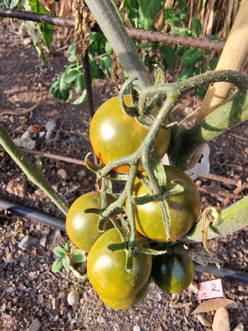 Evil Olive Tomato Seeds - Image 5