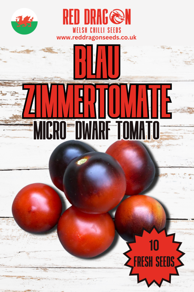 15 Blue Room / Blaue Zimmer Micro Dwarf Tomato Seeds – 2025 Harvest – Non-GMO – Aerogarden Friendly