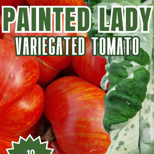 Painted Lady Variegated Tomato Seeds