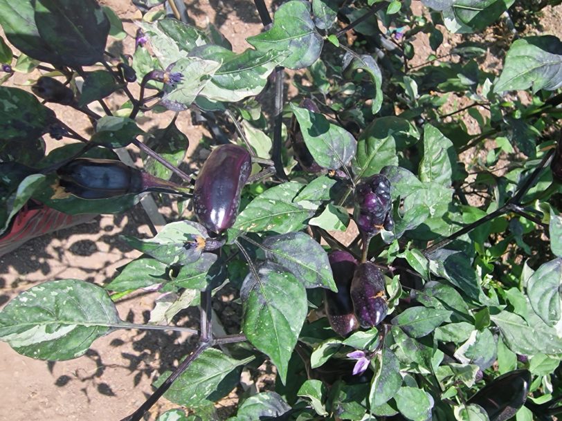 Jalapeno Big Pit X Purple Tiger Chilli Seeds - Image 15