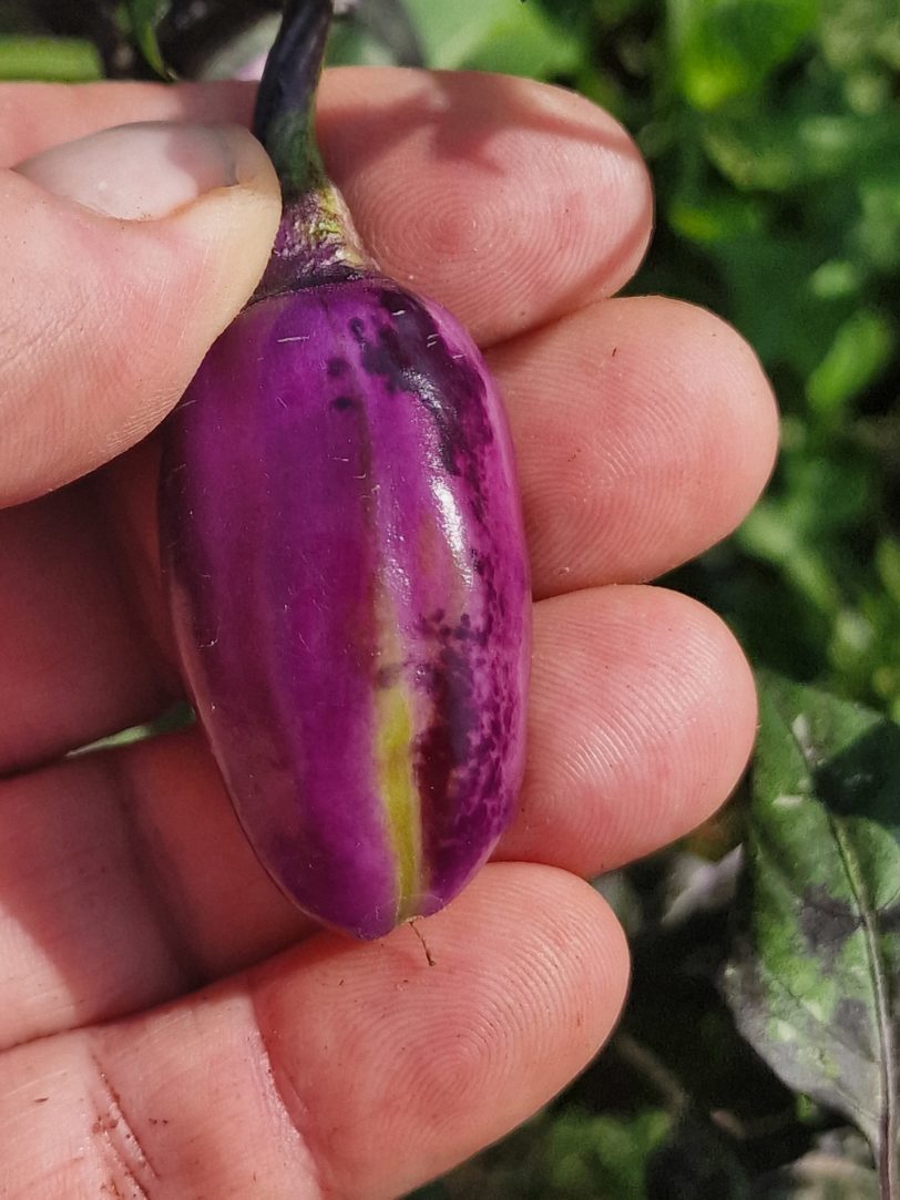 Jalapeno Big Pit X Purple Tiger Chilli Seeds - Image 13