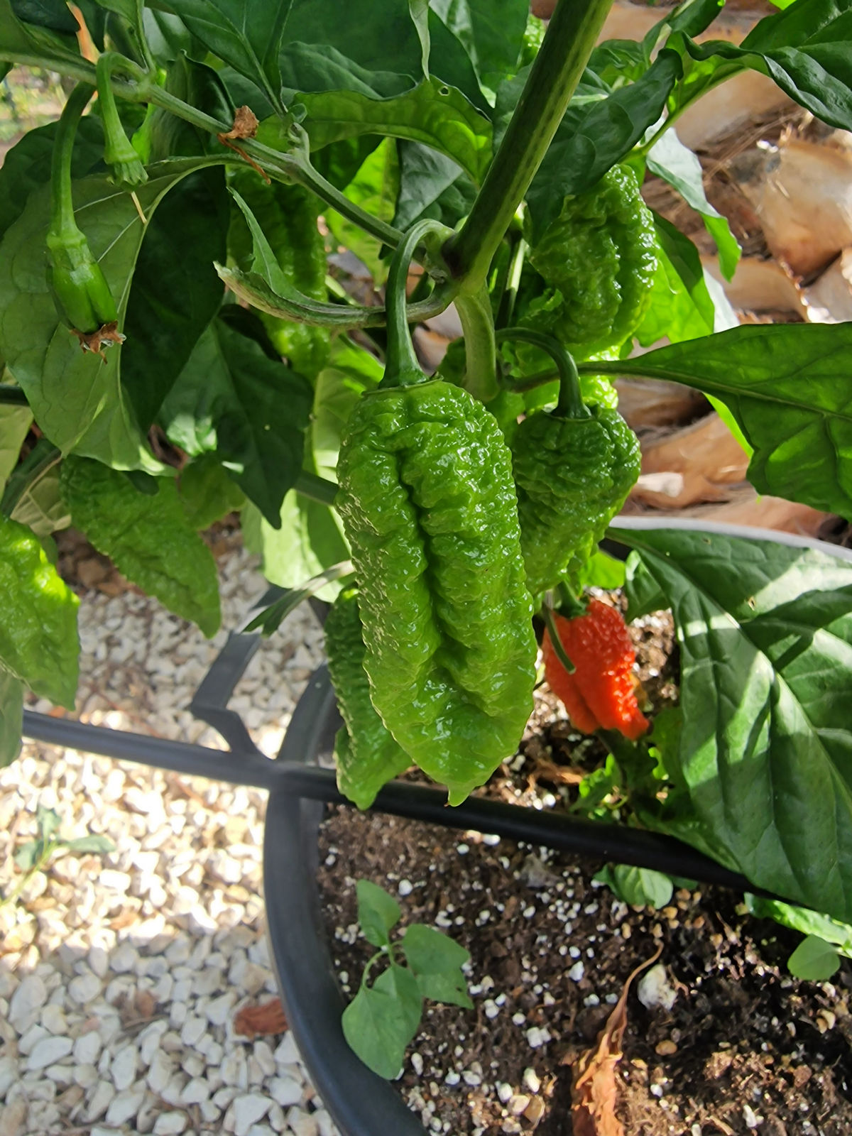 thumbnail image 2 of 15 Seeds Chocolate Devil's Brain Pepper - Super Rare, Extreme Heat, Great For Powder - BmoreSpicy.com 2 of 6
