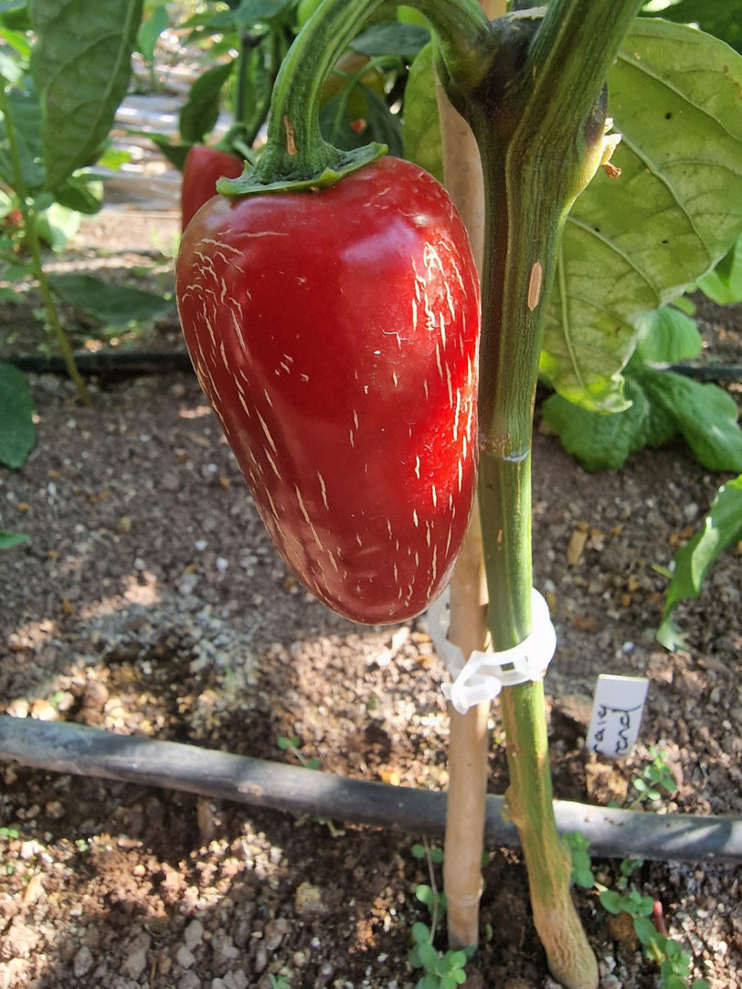 Craigs Grande Jalapeno Chilli Seeds - Image 2