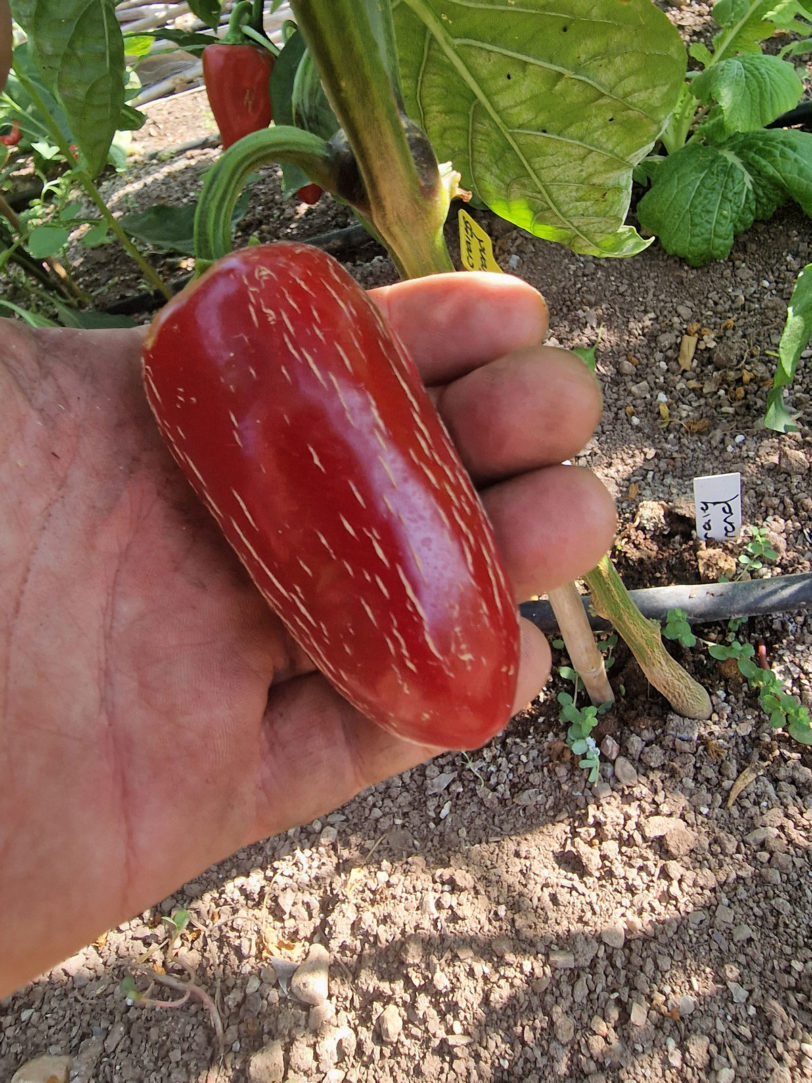 Craigs Grande Jalapeno Chilli Seeds - Image 3